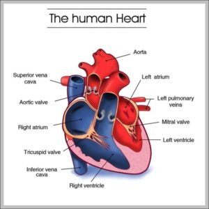 Quiz For Cardiovascular System Justbalance